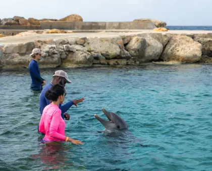 /dolphin_academy-15.jpg